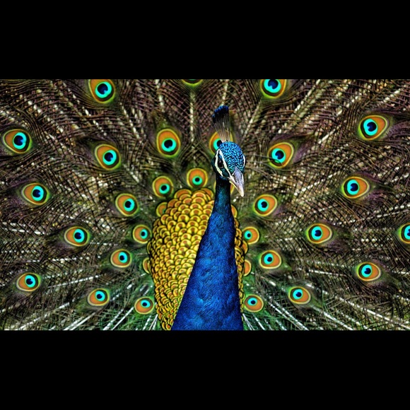 Timeless Peacock - Picture 1 of 1